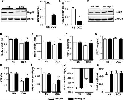 Heat Shock Protein 22 Attenuates Doxorubicin-Induced Cardiotoxicity via Regulating Inflammation and Apoptosis